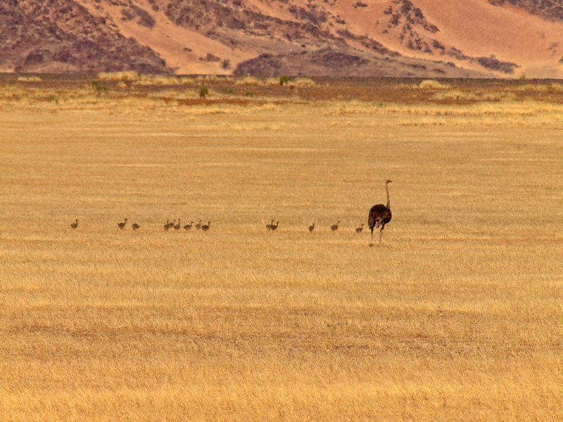 Ostrich, Sossusvlei